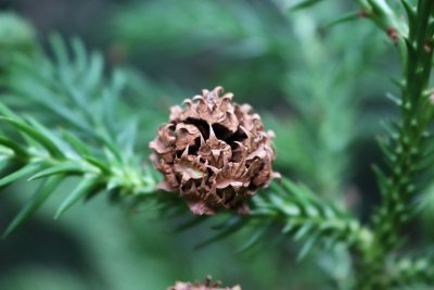 Cryptomeria japonica - kryptomerie japonská - šištice